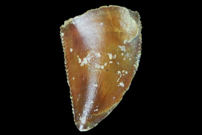 Serrated, Raptor Tooth - Real Dinosaur Tooth #98494